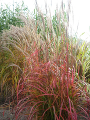 Chinaschilf - Miscanthus sinensis Flammenmeer - Gräserwelten